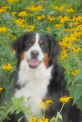 Bailey, such a pretty girl!